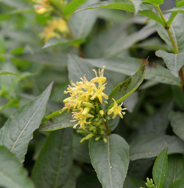 Nahaufnahme einer Heckenkirsche mit gelben Blüten und grünen Blättern.