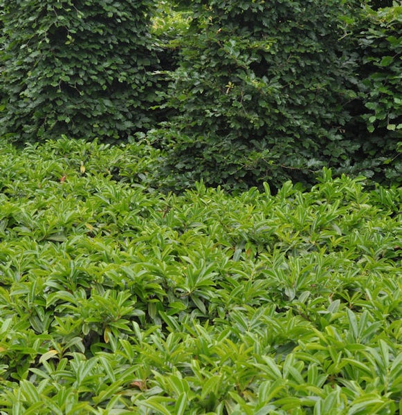 Im Bild sind grüne Lorbeerhecken zu sehen.