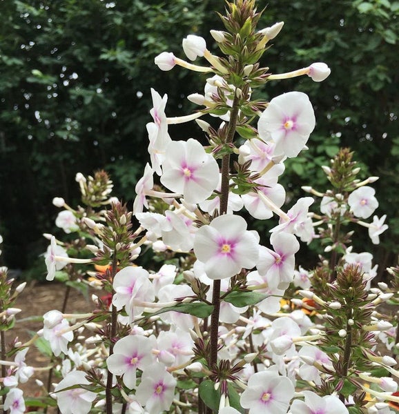 Blühende Flammenblume im Garten
