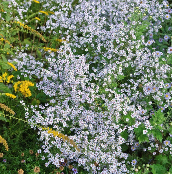 Feld von Herbstastern mit kleinen Blüten im Garten