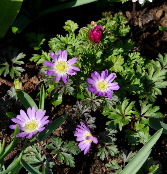 Gartenansicht mit Buschwindröschen