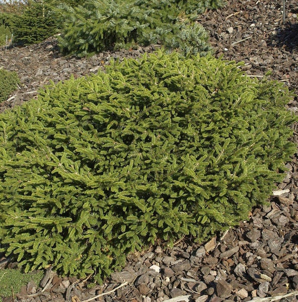 Kissenfichte im Garten