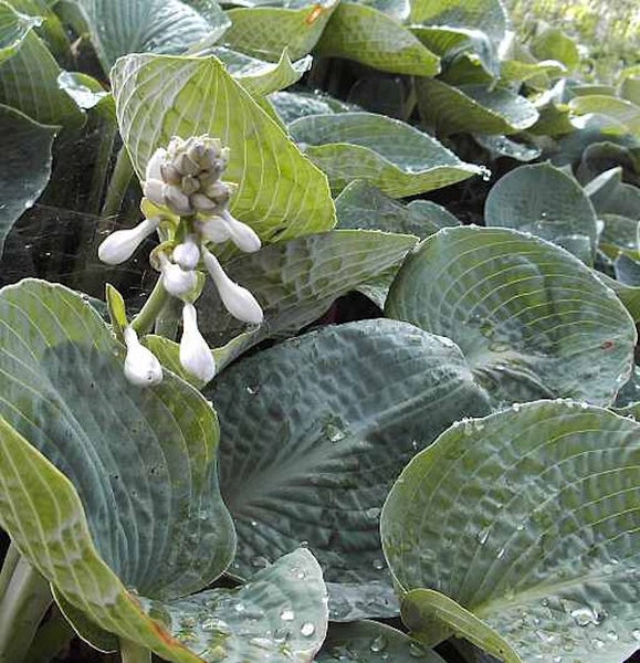 Funkie mit Blüte im Gartenbeet