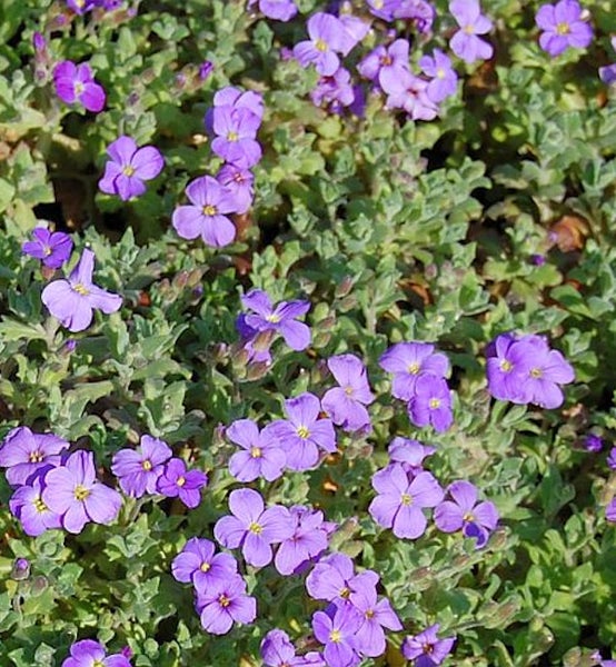 Blaukissen mit violetten Blüten und grünen Blättern