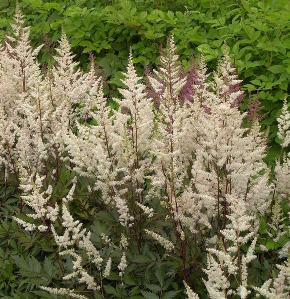 Astilben mit weißen Blütenständen im Garten