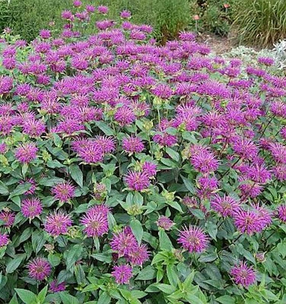 Blühende Monarda im Gartenbeet