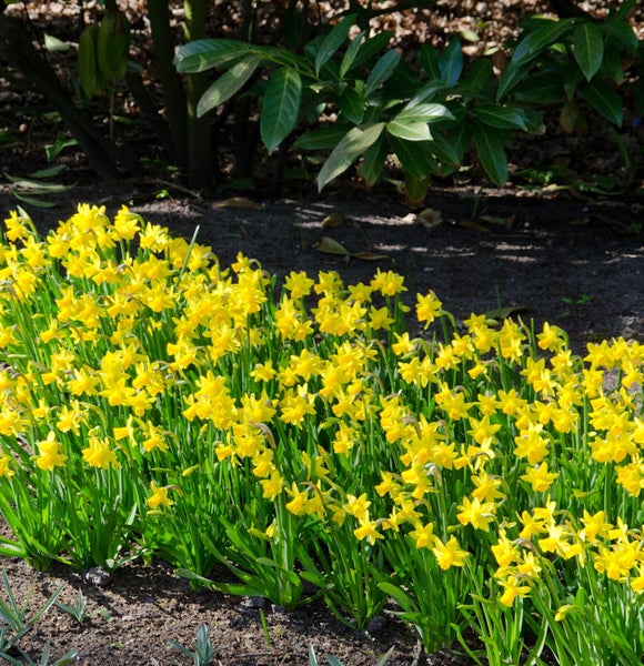 Reihe von gelben Narzissen im Gartenbeet.