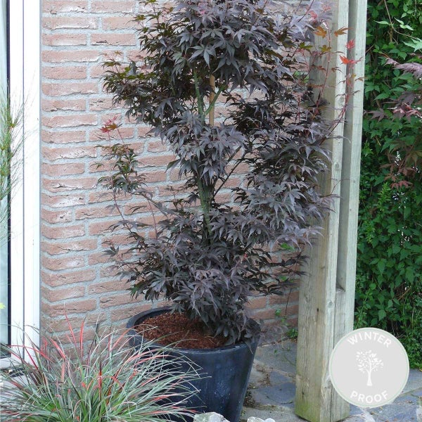Bloomique - Acer Skeeter's Broom - Japanischer Ahorn - Rotes Laub - Gartenpflanzen - Winterhart - 60-80 cm Hoch - Topf 19 cm