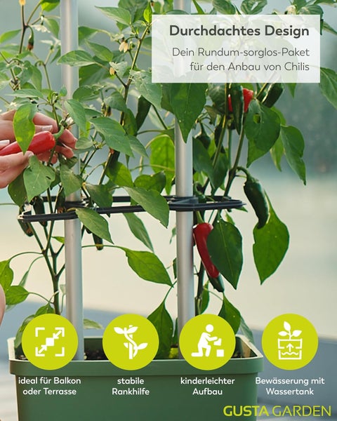 Chilipflanze im Topf mit Rankhilfe auf Balkon oder Terrasse