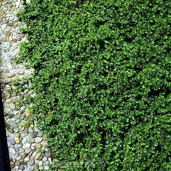 Bodendeckerpflanze mit kleinen Blättern und Steinen.