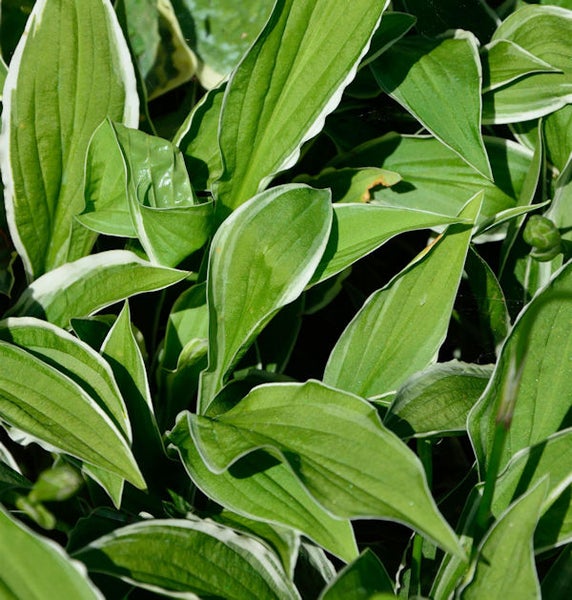 Funkie mit grün-weißen Blättern