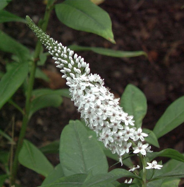 Goppeniumkerze mit weißen Blüten