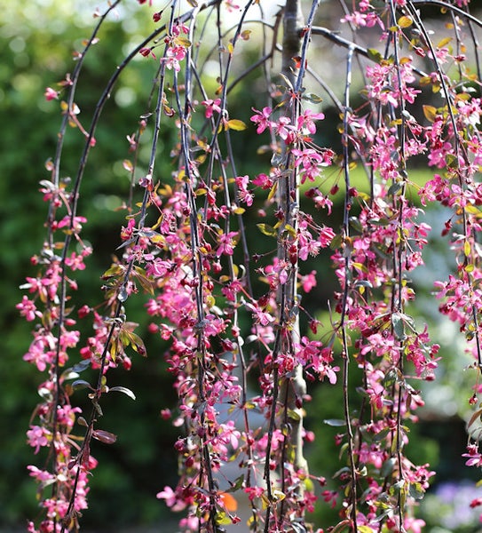 Hängender Zierapfelbaum mit rosa Blüten
