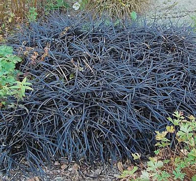 Japanisches Schlangenbartgras im Gartenbeet