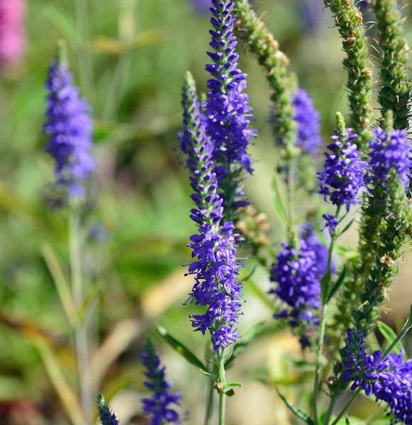 Blütenähren der Veronica im Garten.
