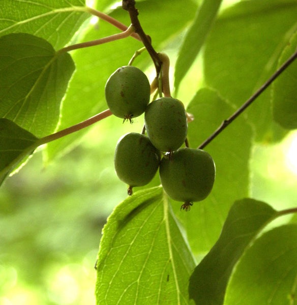 Mini-Kiwi-Früchte am Zweig