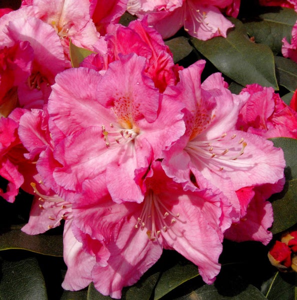 Nahaufnahme einer rosa blühenden Rhododendron Pflanze