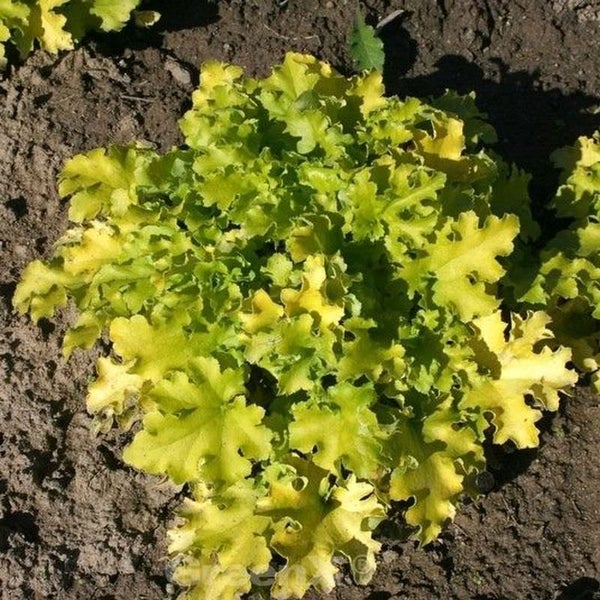 Heuchera Pflanze im Gartenbeet