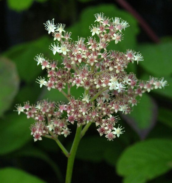 Blütenstand einer Pflanze mit kleinen, sternförmigen Blüten