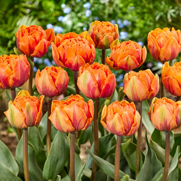 Bloomique - Mischung aus 20 - Tulipa Double Peach - Tulpenzwiebeln - gefüllte Blume - Blumenzwiebeln - Frühlingsblüte - mehrjährige Pflanzen - wird bis zu 30-35 cm groß