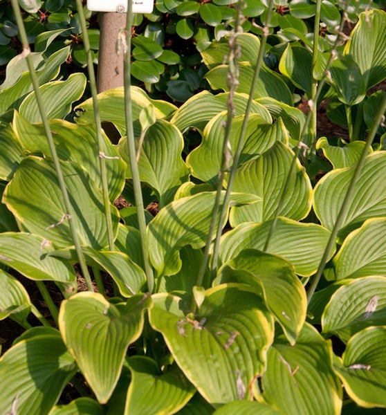 Funkie mit grün-gelben Blättern im Garten