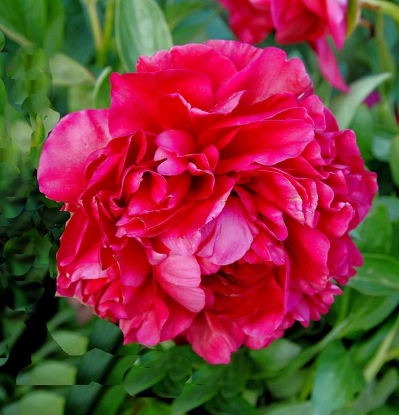 Nahaufnahme einer roten Pfingstrose mit üppigen Blütenblättern
