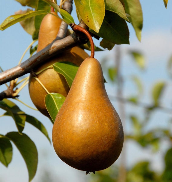 Zwei Birnen hängen an einem Baumast mit Blättern.