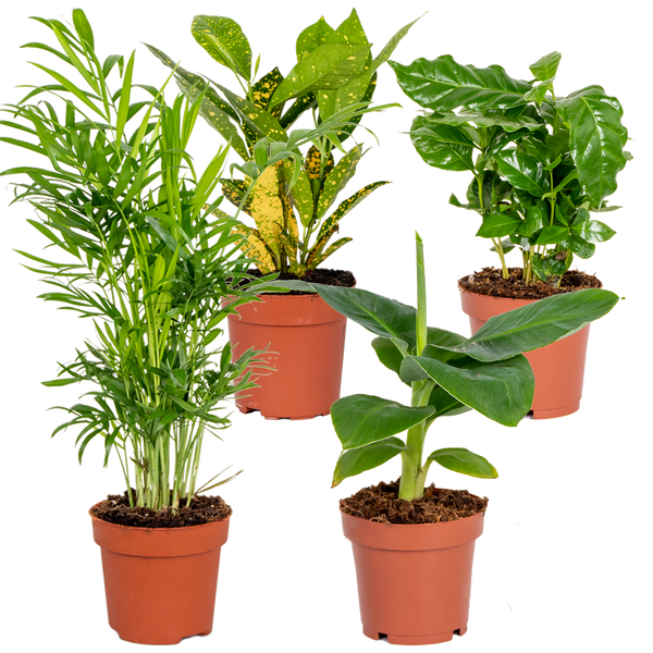 Bloomique - 4er-Mix - Tropische Zimmerpflanzen - Musa, Chamaedorea, Codiaeum, Coffea - Luftreinigend - 20-40 cm Hoch - Topf 12 cm