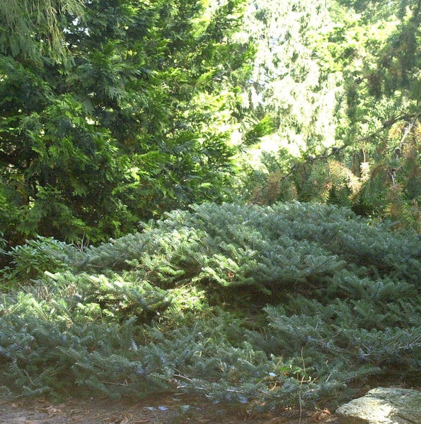 Blauer Kriechwacholder im Garten