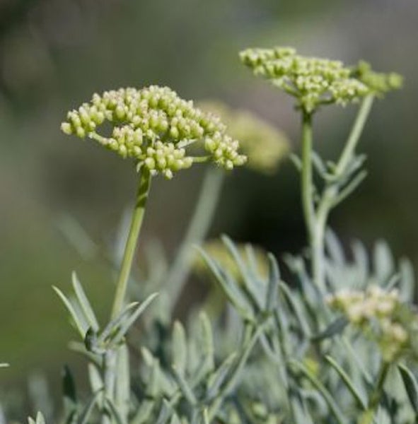 Detailaufnahme einer Stranddistel mit Blütenständen