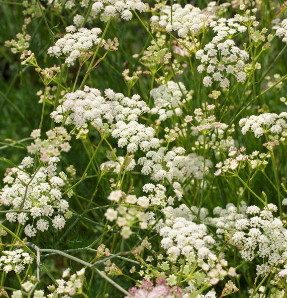 Nahaufnahme von blühendem Venuskamgras