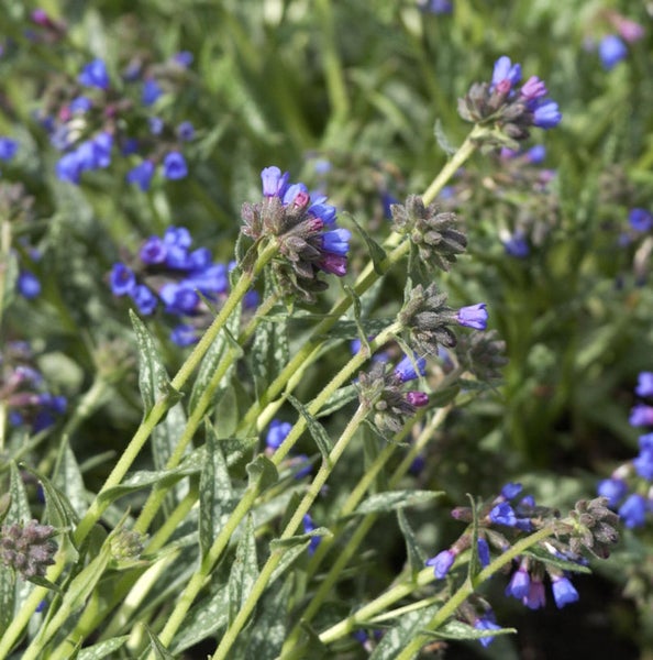 Lungenkraut mit blauen Blüten