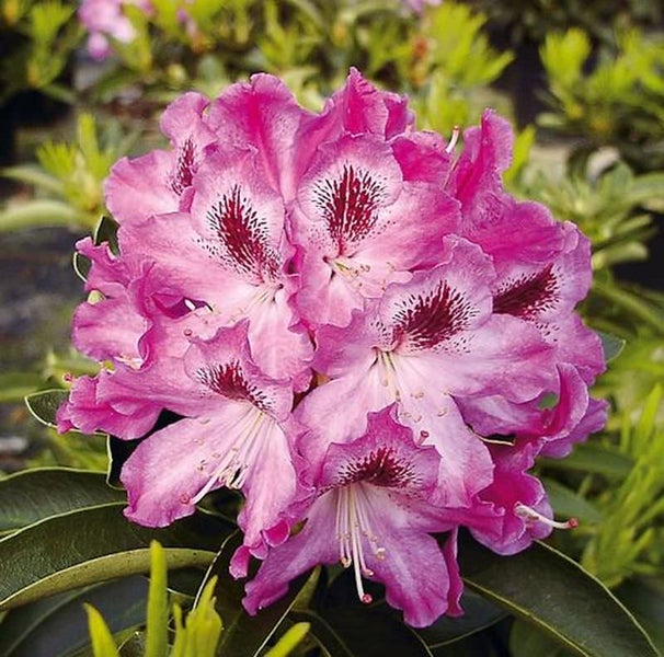 Nahaufnahme einer Rhododendronblüte mit Blättern