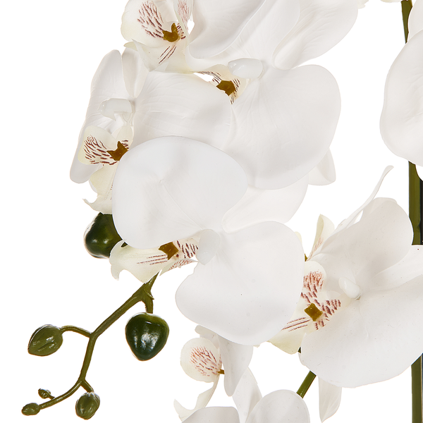 Nahaufnahme einer weißen Orchidee