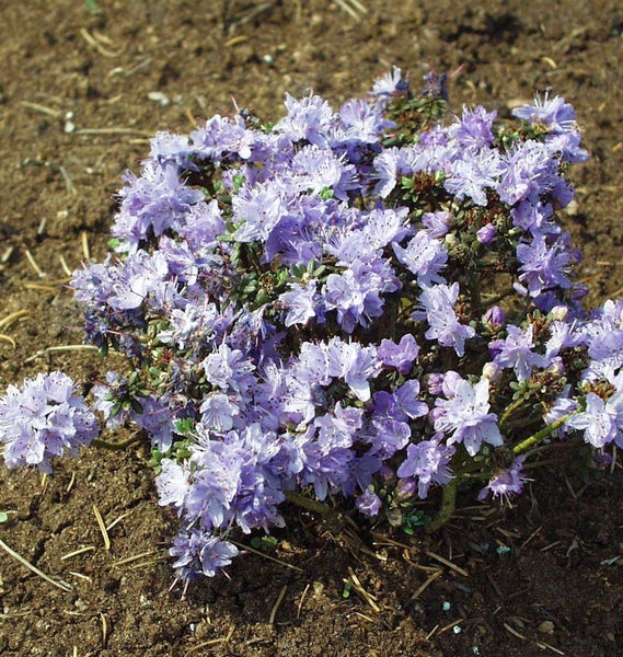 Blühende Rhododendron Zwergform im Gartenbeet