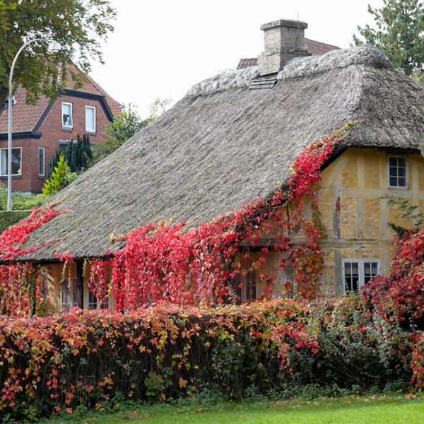 Bloomique - Parthenocissus Quinquefolia Engelmannii - Wildrebe - Kletterpflanzen - Gartenpflanzen - Winterhart - Topf 15 cm - 70-80 cm hoch