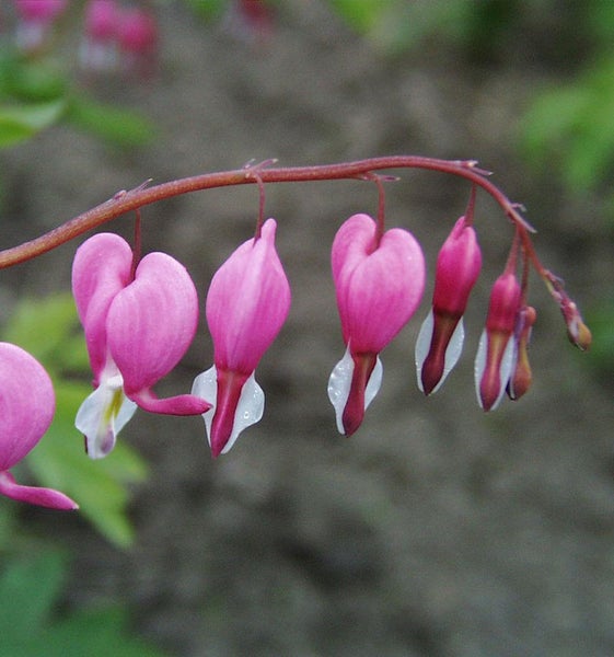 Blutendes Herz Blumen an einem Stiel