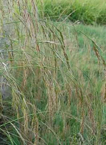 Detailaufnahme von Ziergras im Garten.