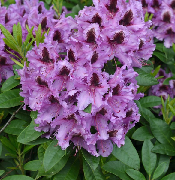 Nahaufnahme einer lila blühenden Rhododendron Pflanze mit grünen Blättern