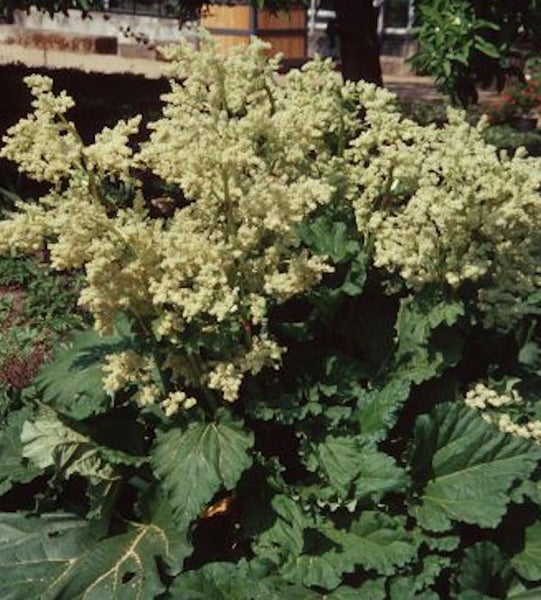 Rhabarberpflanze mit Blüten