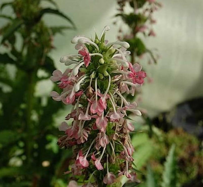 Aufnahme einer Scharlach-Lobelie mit ihren auffälligen Blütenständen