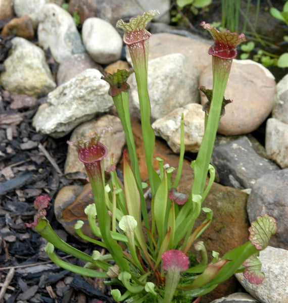Fleischfressende Pflanze im Gartenbeet mit Steinen