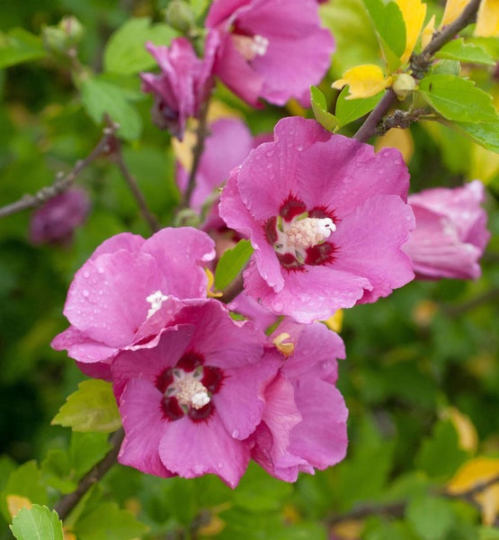Nahaufnahme von Hibiskusblüten auf einem Strauch.