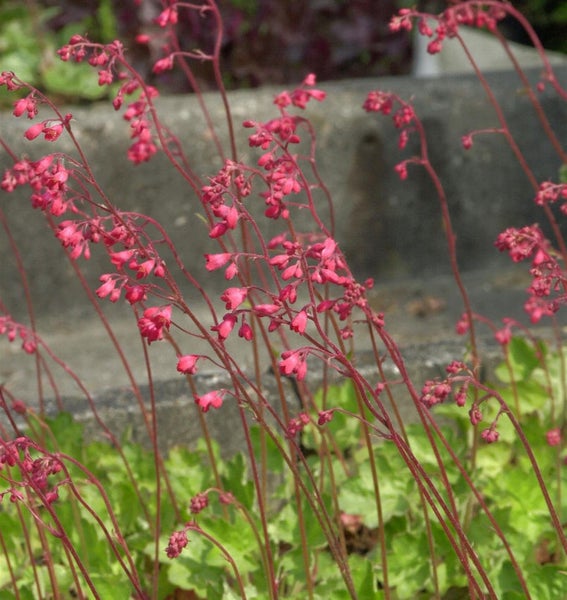 Purpurglöckchen mit roten Blüten