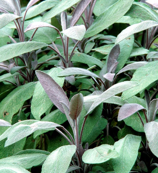 Salbeipflanze mit grünen Blättern