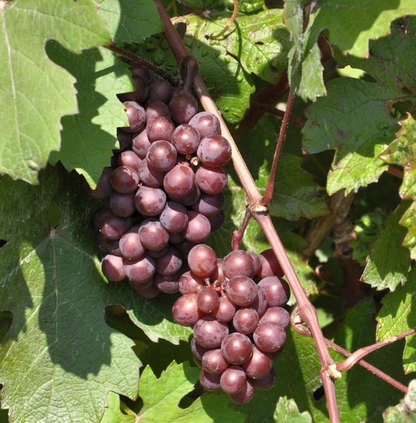 Zwei Büschel rote Trauben hängen an einem Rebstock