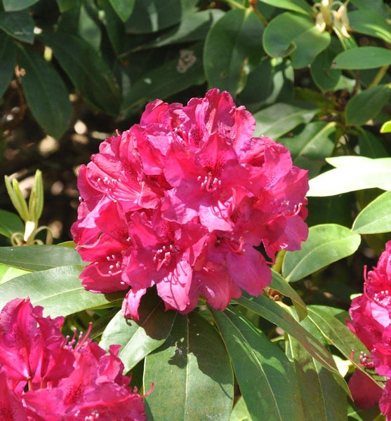 Blühende Rhododendron Pflanze im Garten