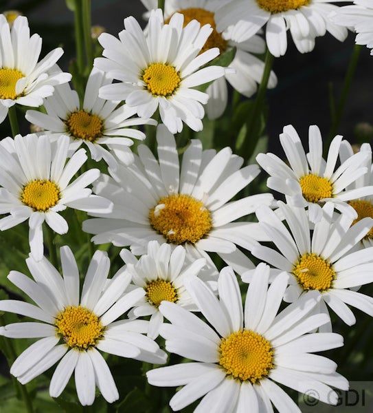 Nahaufnahme von Margeritenblüten mit weißen Blütenblättern und gelben Blütenkörbchen