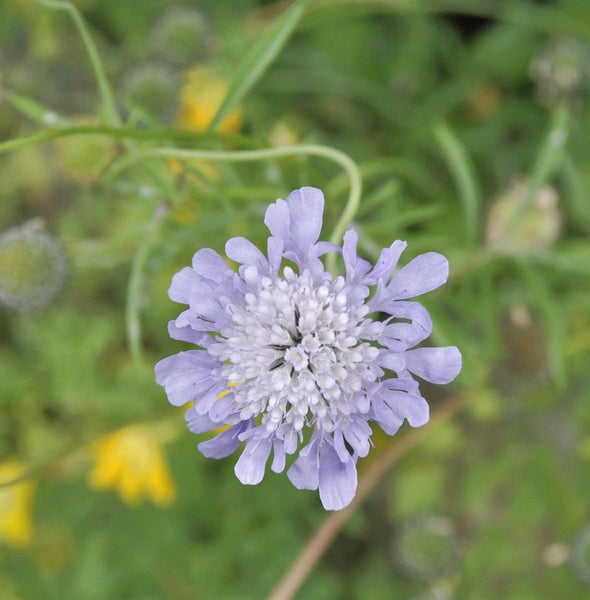 Nahaufnahme einer Scabiosa Blüte