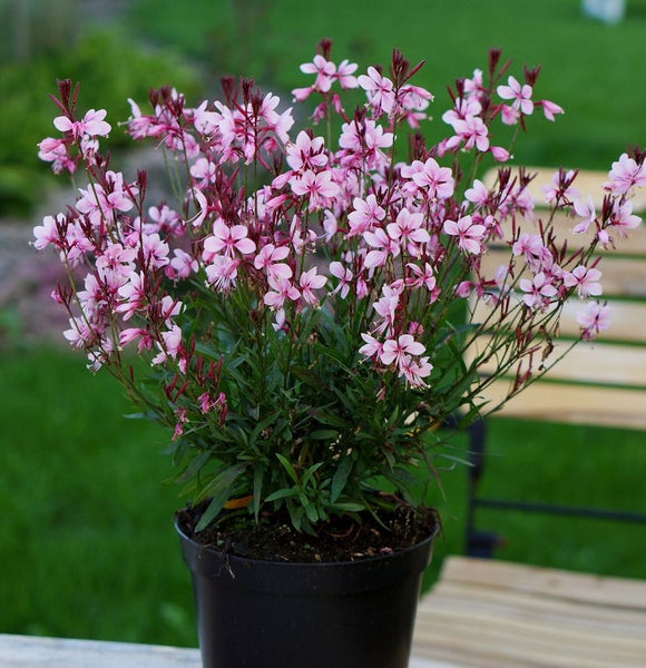 Gaura im Topf mit zarten Blüten für den Garten